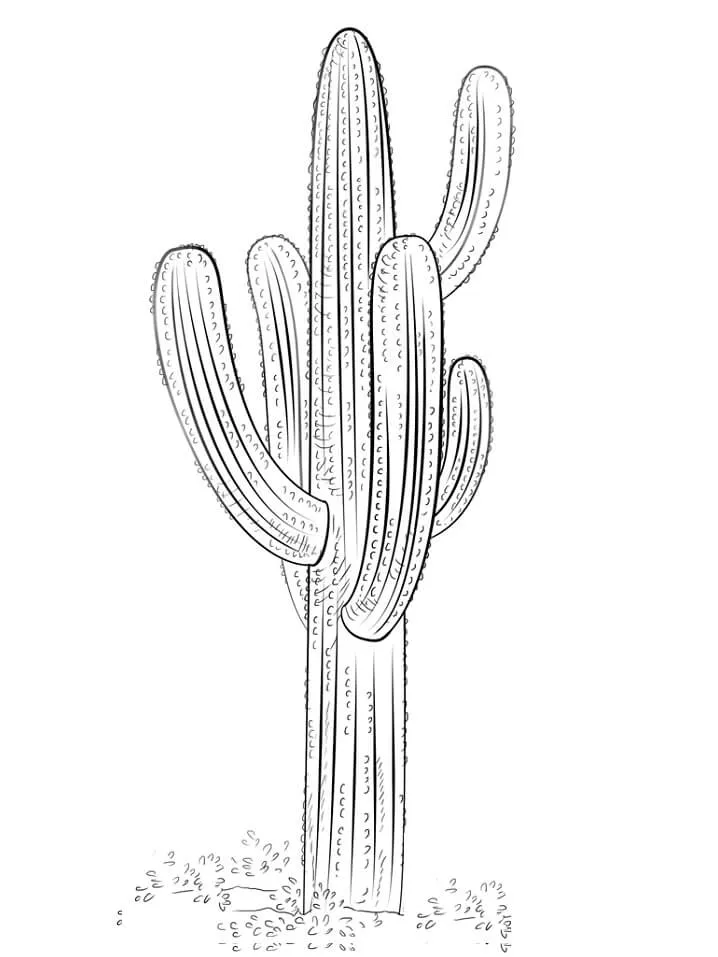Cactus 33